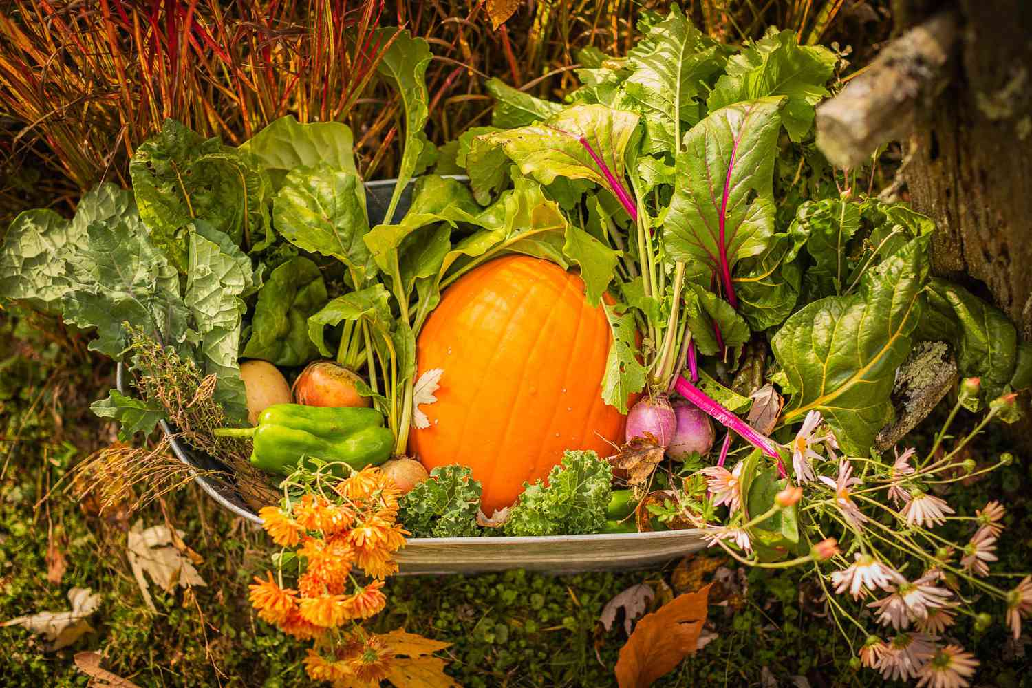 Fall vegetable garden with autumn colors